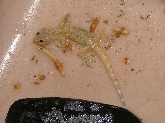 Krokodil im Waschbecken