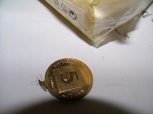 Haustier f&uuml;r 10 Sekunden - Plattgemachte M&uuml;cke unter 5 Agorot (ca. 1 Cent)