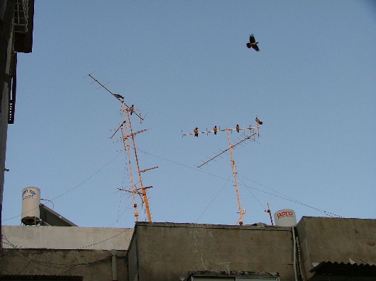 V&ouml;gel auf Antennen (einer fliegt allerdings)