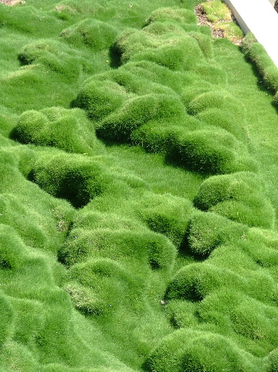 "Israelis, die stets nach gr&uuml;n lechtzen, nennen den Karmelberg gerne 'die kleine Schweiz'" (aus einem christlichen Reisef&uuml;hrer)