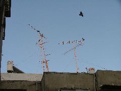 V&ouml;gel auf Antennen (einer fliegt allerdings)