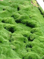 "Israelis, die stets nach gr&uuml;n lechtzen, nennen den Karmelberg gerne 'die kleine Schweiz'" (aus einem christlichen Reisef&uuml;hrer)