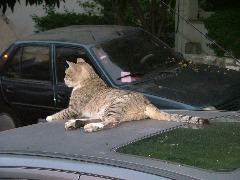 Besser die Taube in der Hand, als die Katze auf dem Dach.