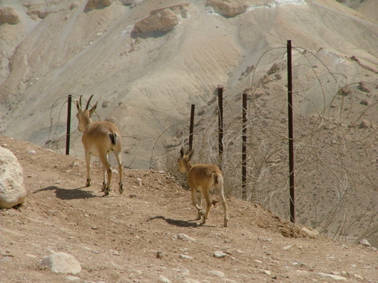 Zwei Apexe aus der W&uuml;ste