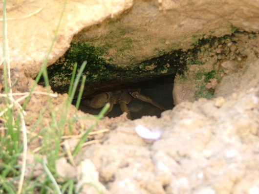 Riesige Wasserspinne