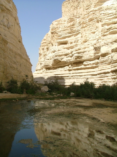 Oase in der W&uuml;ste Negev...