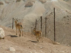 Zwei Apexe aus der Wüste