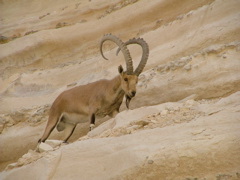 Der König der Felswände