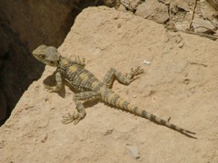 ein Bewohner des Ortes