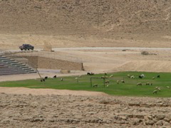 Die Platzwarte vom FC Mitzpe beim Rasen-määähen