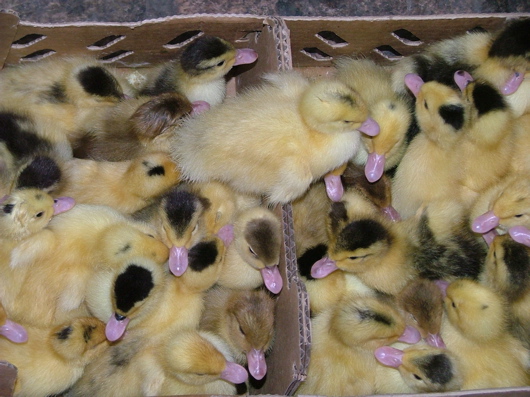 Zuk&uuml;nftige Brath&auml;hnchen oder -enten oder so...