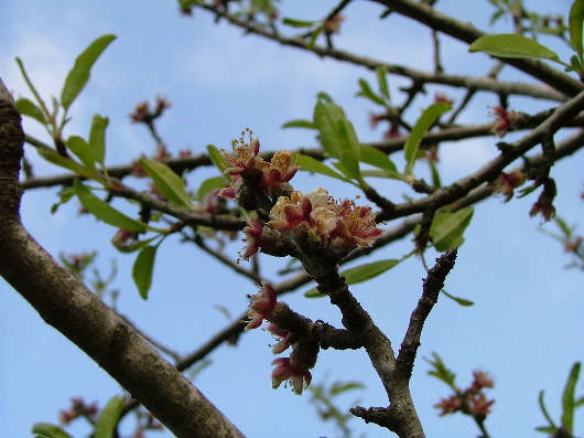 Mandelblüten