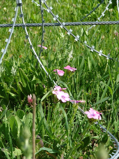 Blumen unterm Zaun