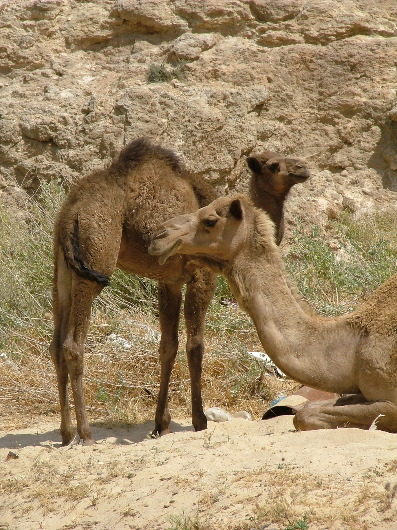 Zigarettenreklame mit Nachwuchs