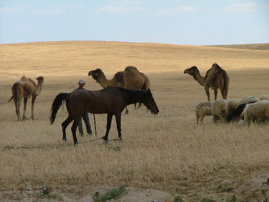 Ein sehr netter junger Bedouine mit Pferd, Kamelen (Dromedaren) und Sch&auml;fchen