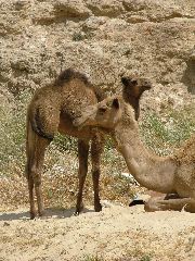 Zigarettenreklame mit Nachwuchs