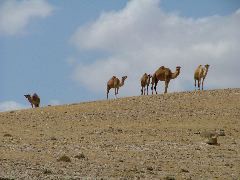 W&uuml;stendekoration