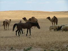Ein sehr netter junger Bedouine mit Pferd, Kamelen (Dromedaren) und Sch&auml;fchen
